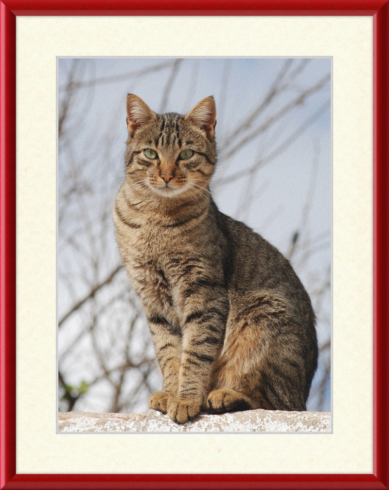 American Shorthair Mix - Great Pictures Framed