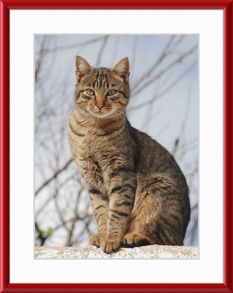 American Shorthair Mix - Great Pictures Framed