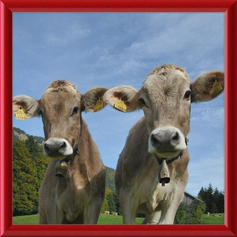 Cows on Mellenstock in Bizau - Great Pictures Framed