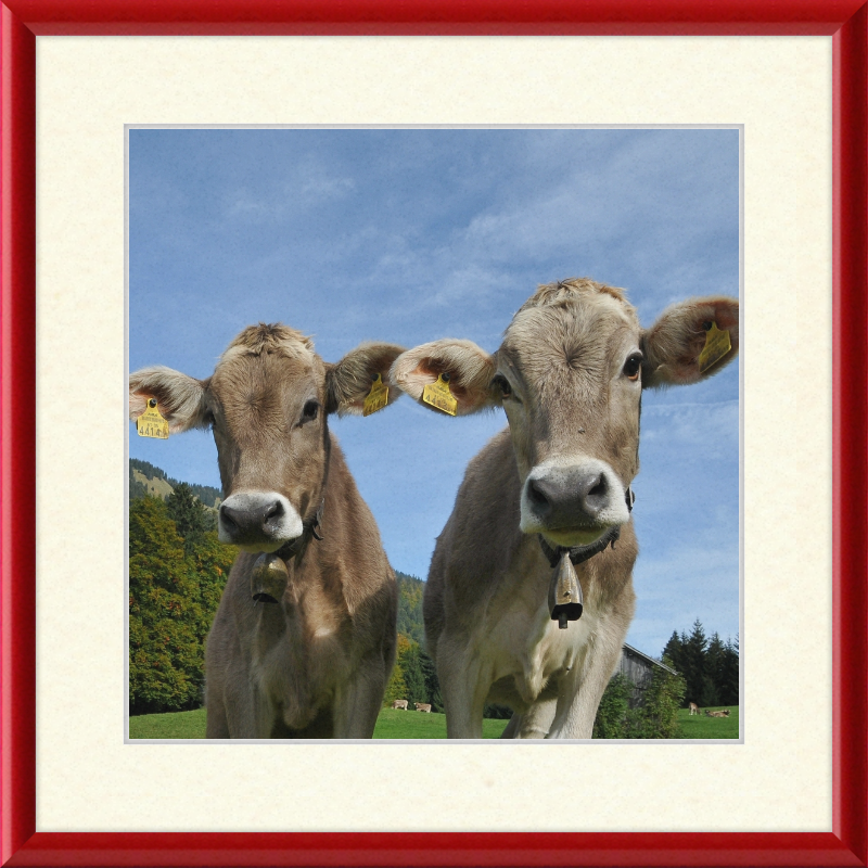 Cows on Mellenstock in Bizau - Great Pictures Framed