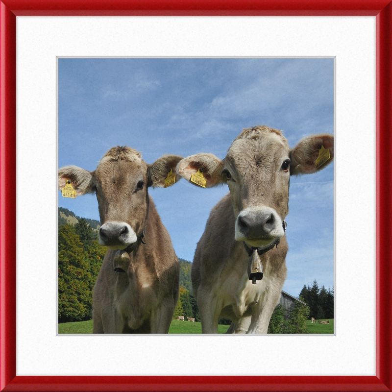 Cows on Mellenstock in Bizau - Great Pictures Framed