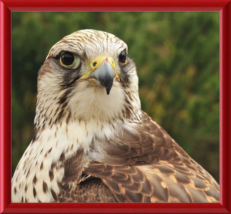 Falco Cherrug - Great Pictures Framed