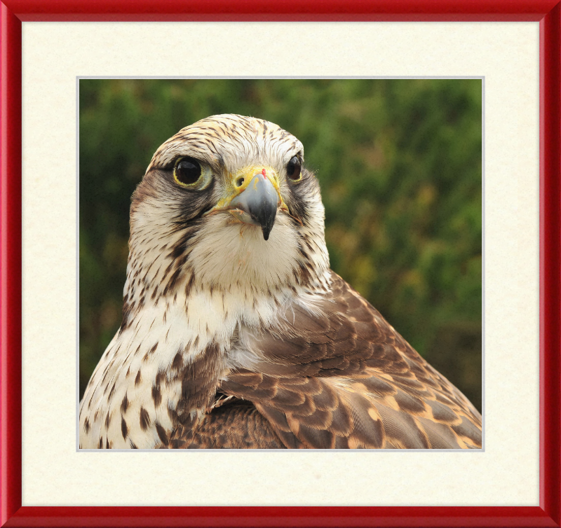 Falco Cherrug - Great Pictures Framed