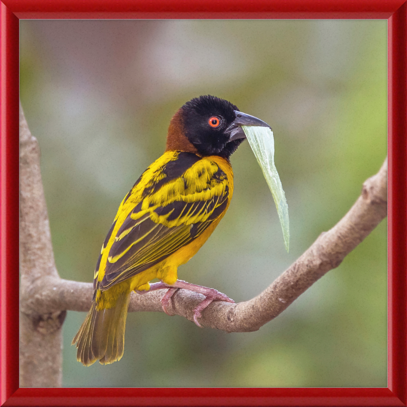 Village Weaver (Ploceus cucullatus cucullatus) - Great Pictures Framed