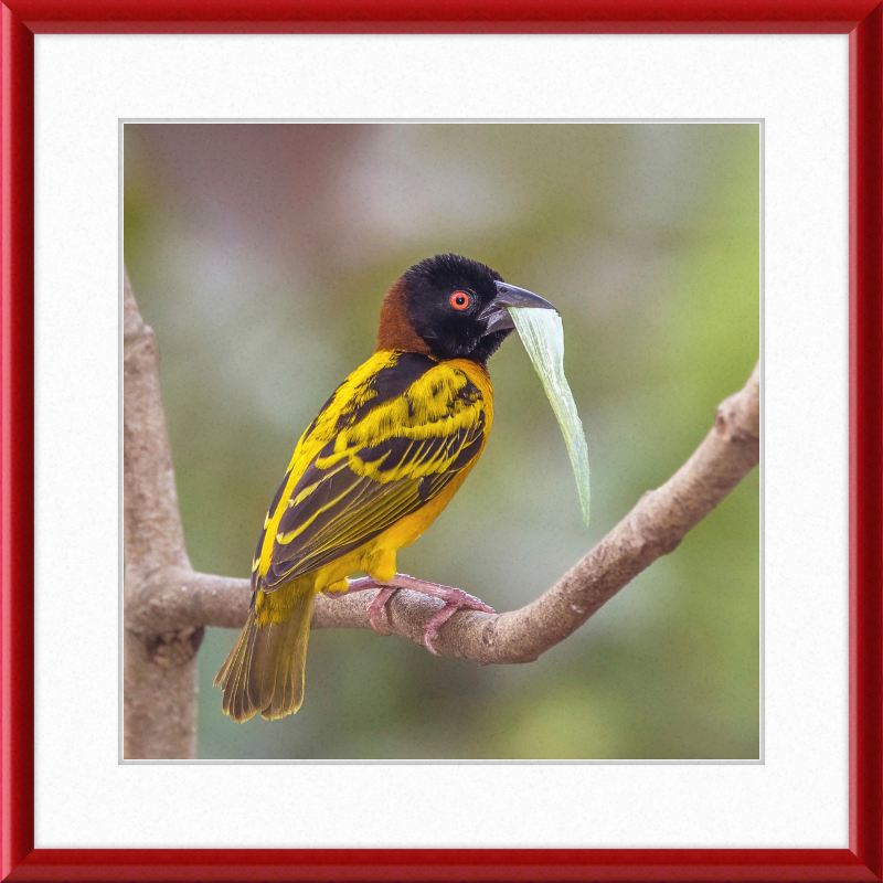 Village Weaver (Ploceus cucullatus cucullatus) - Great Pictures Framed