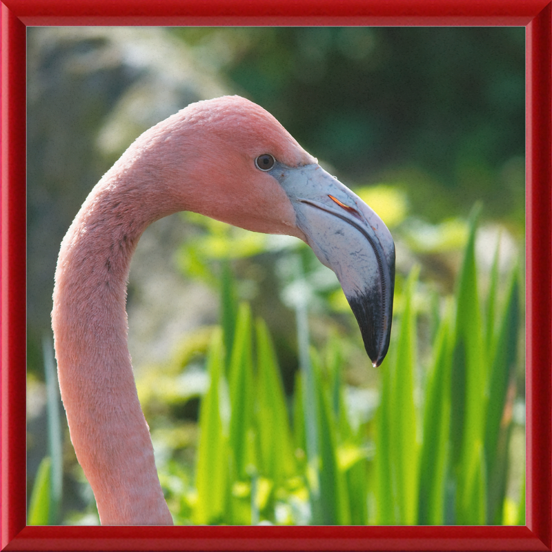 Phoenicopterus Roseus - Great Pictures Framed