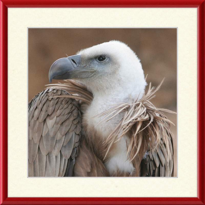 Vulture Beak - Great Pictures Framed