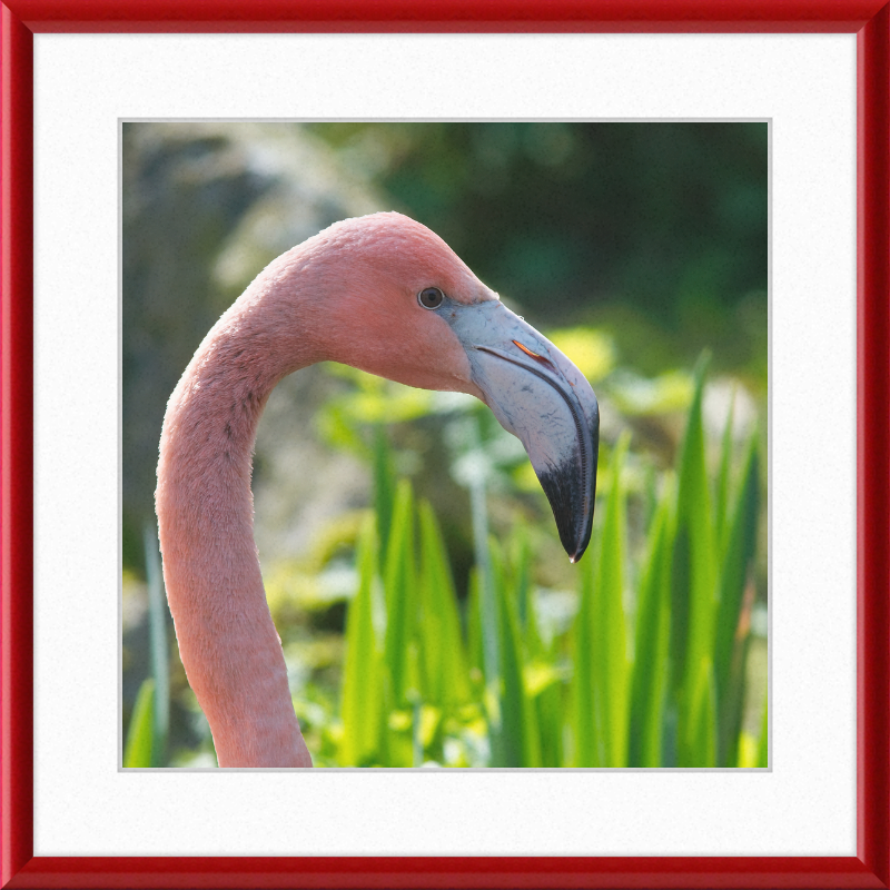 Phoenicopterus Roseus - Great Pictures Framed