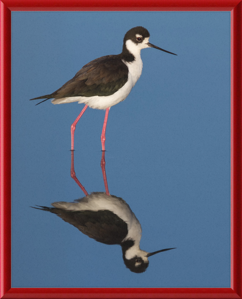 The Black-necked Stilt of Corte Madera - Great Pictures Framed
