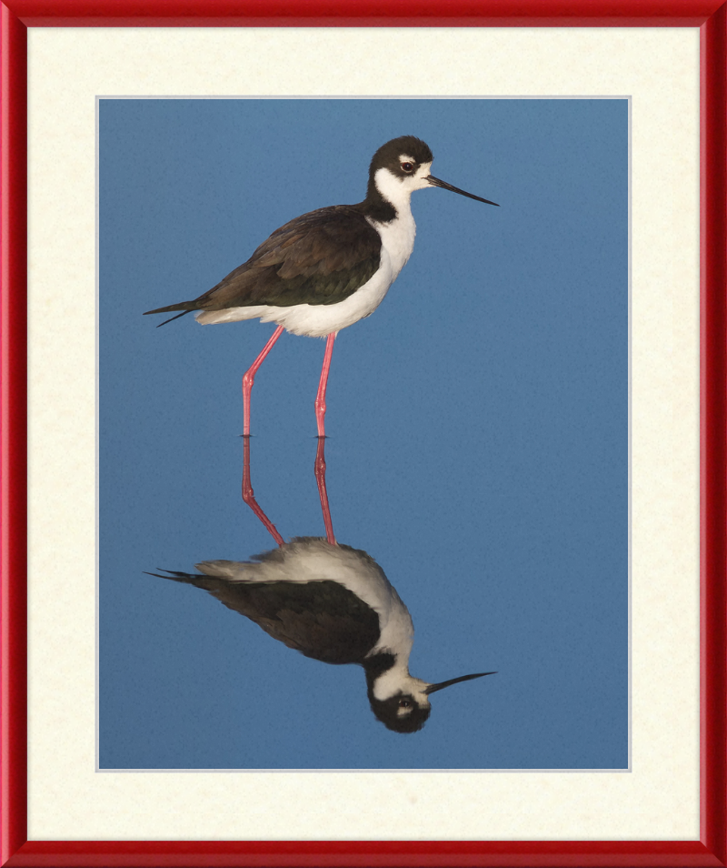 The Black-necked Stilt of Corte Madera - Great Pictures Framed