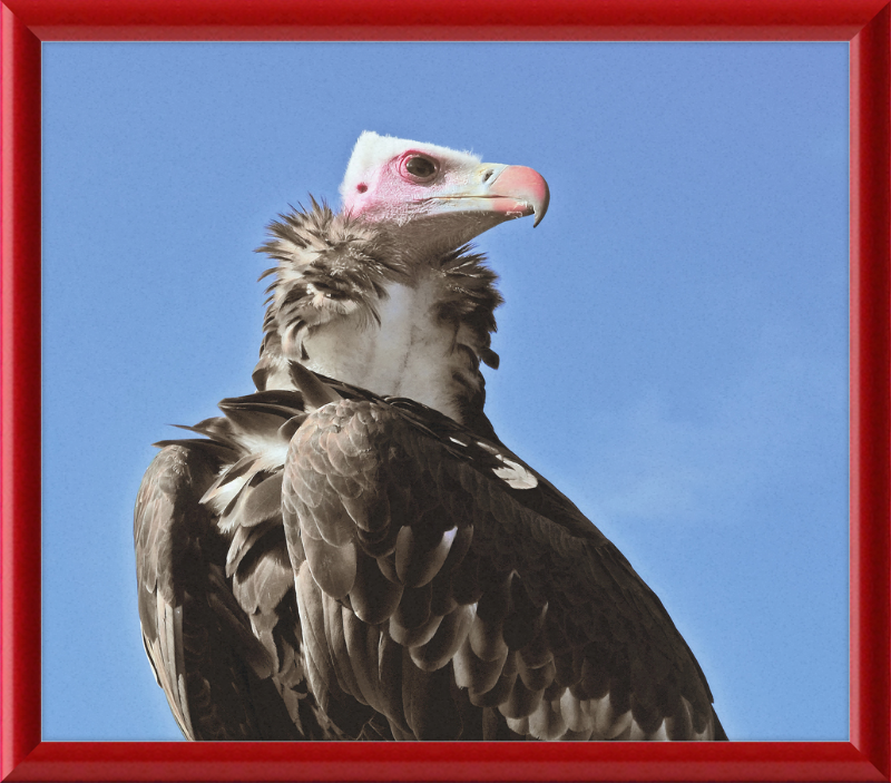 Trigonoceps Occipitalis - Great Pictures Framed
