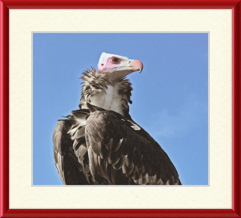 Trigonoceps Occipitalis - Great Pictures Framed