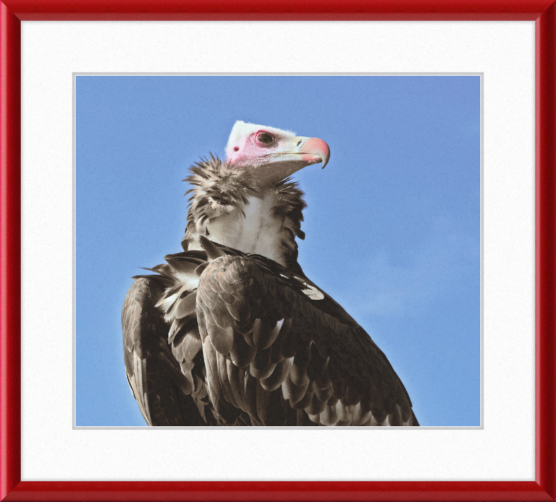 Trigonoceps Occipitalis - Great Pictures Framed