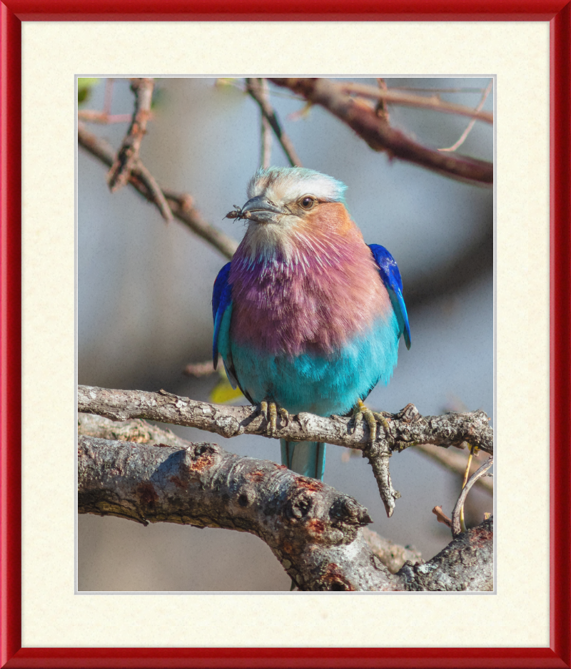 A Lilac-Breasted Roller - Great Pictures Framed