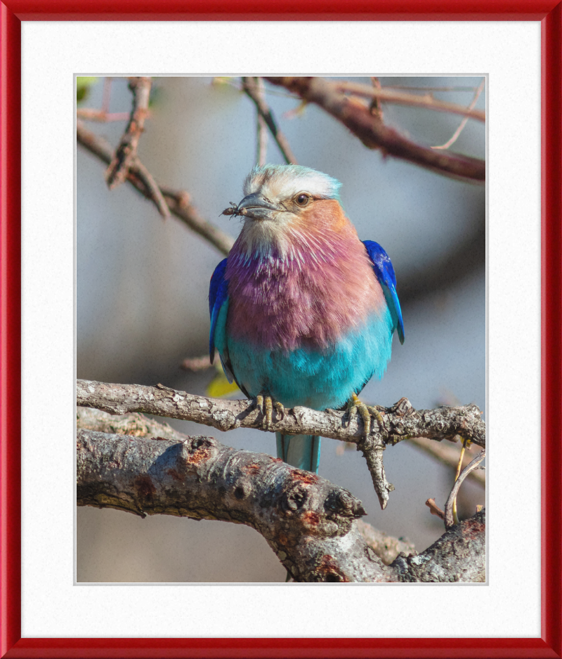 A Lilac-Breasted Roller - Great Pictures Framed