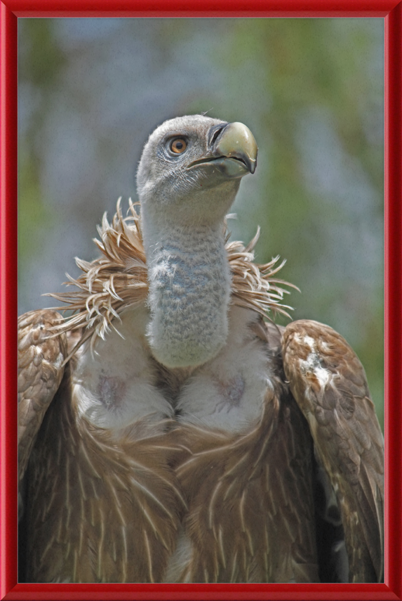 Gyps Fulvus - Great Pictures Framed