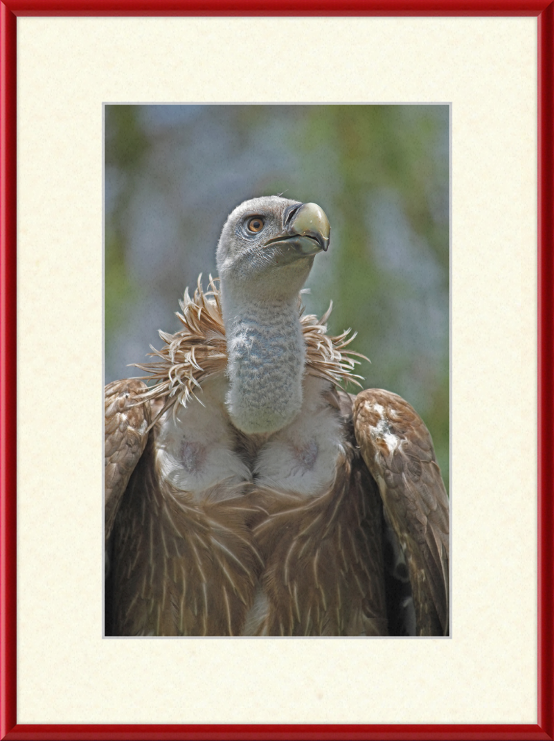 Gyps Fulvus - Great Pictures Framed