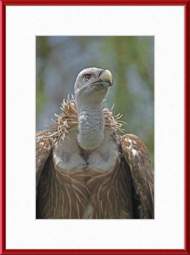 Gyps Fulvus - Great Pictures Framed