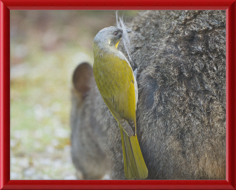 Lichenostomus Flavicollis Stealing Hair From Thylogale Billardierii for Nest - Great Pictures Framed