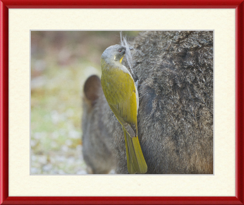 Lichenostomus Flavicollis Stealing Hair From Thylogale Billardierii for Nest - Great Pictures Framed