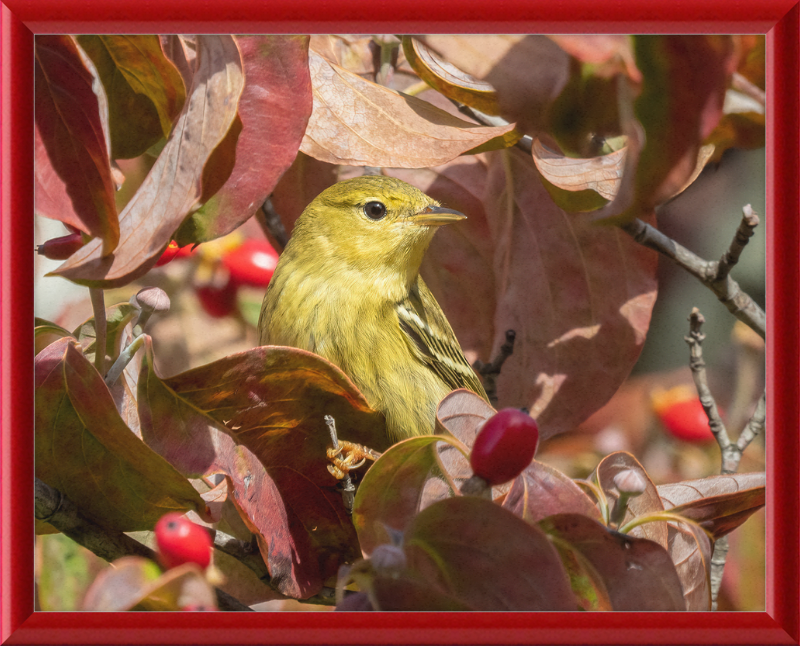 The Blackpoll Warbler - Great Pictures Framed