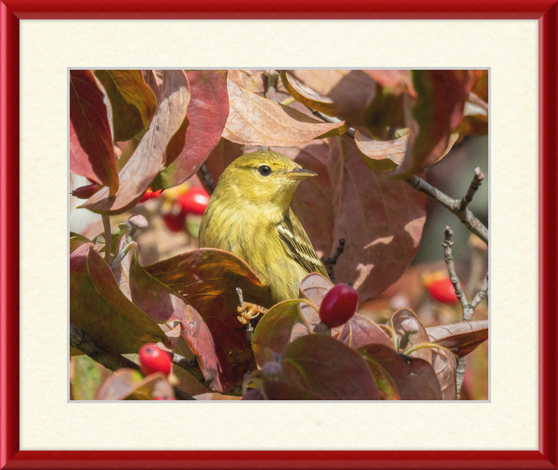 The Blackpoll Warbler - Great Pictures Framed