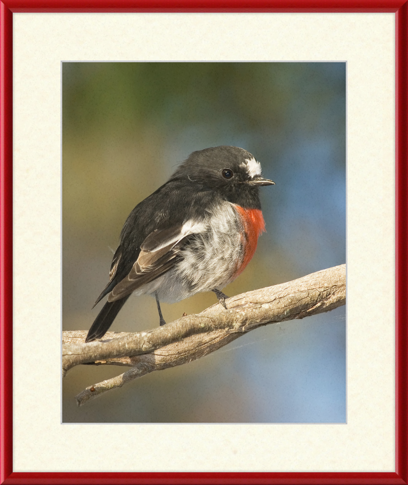 Petroica boodang in the Meehan Range - Great Pictures Framed