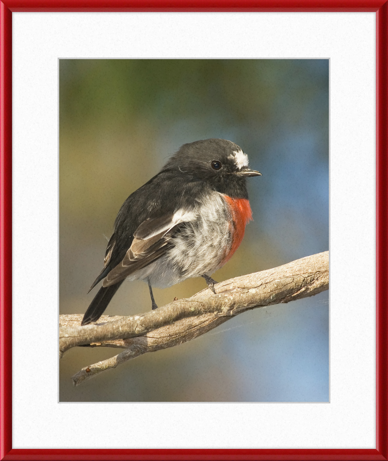 Petroica boodang in the Meehan Range - Great Pictures Framed