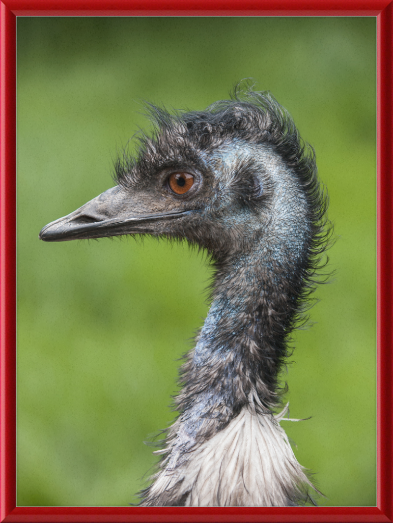 Dromaius Novaehollandiae in the Battersea Park Children's Zoo - Great Pictures Framed