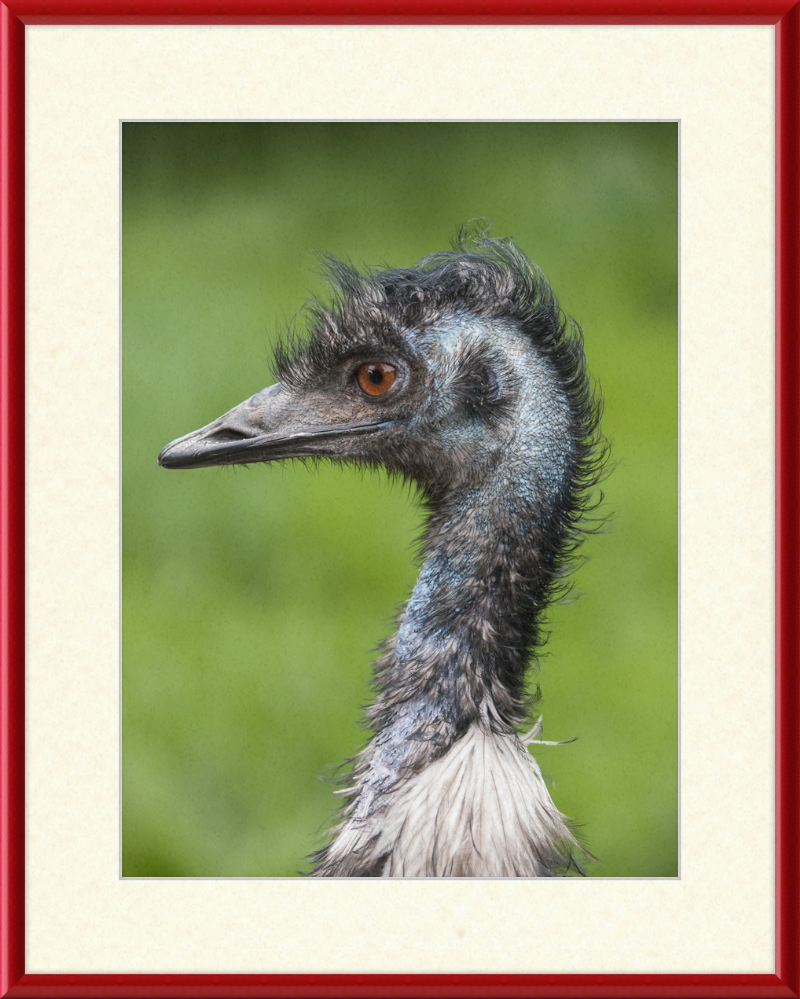 Dromaius Novaehollandiae in the Battersea Park Children's Zoo - Great Pictures Framed
