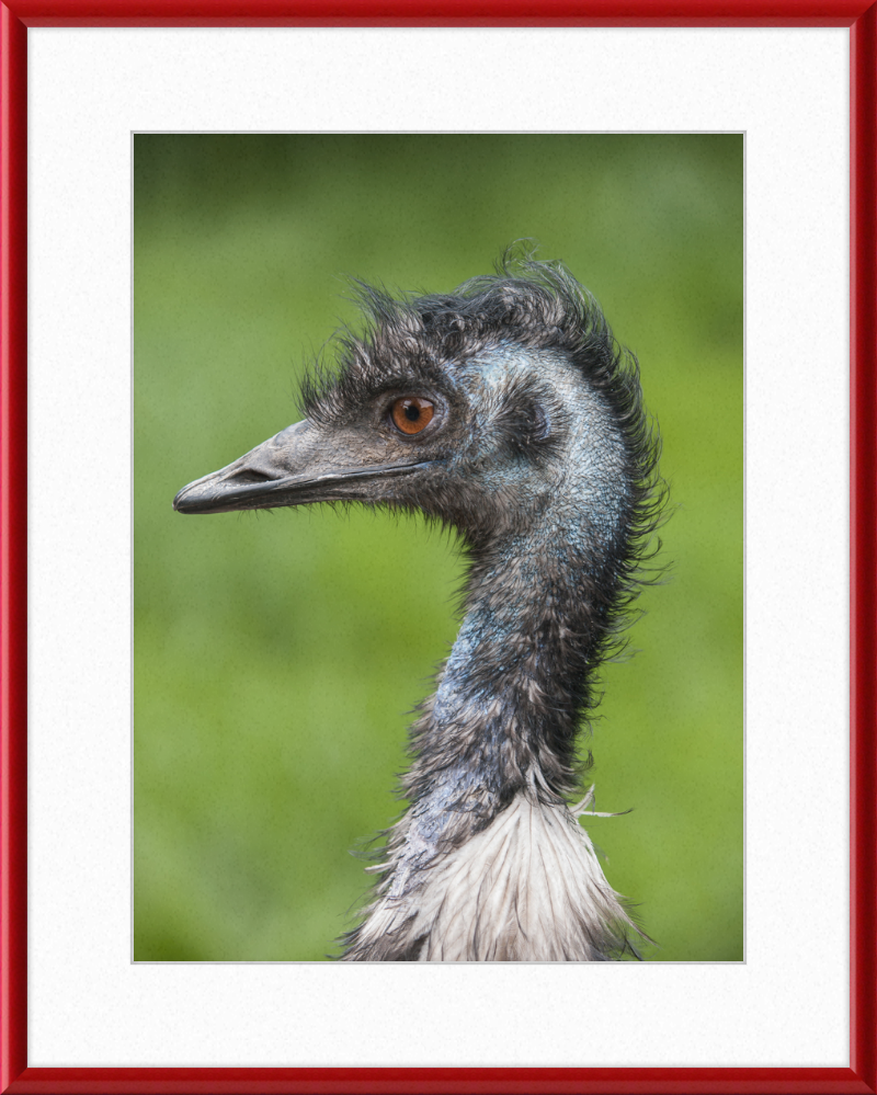 Dromaius Novaehollandiae in the Battersea Park Children's Zoo - Great Pictures Framed