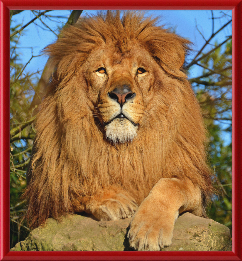 Lion d'Afrique - Great Pictures Framed