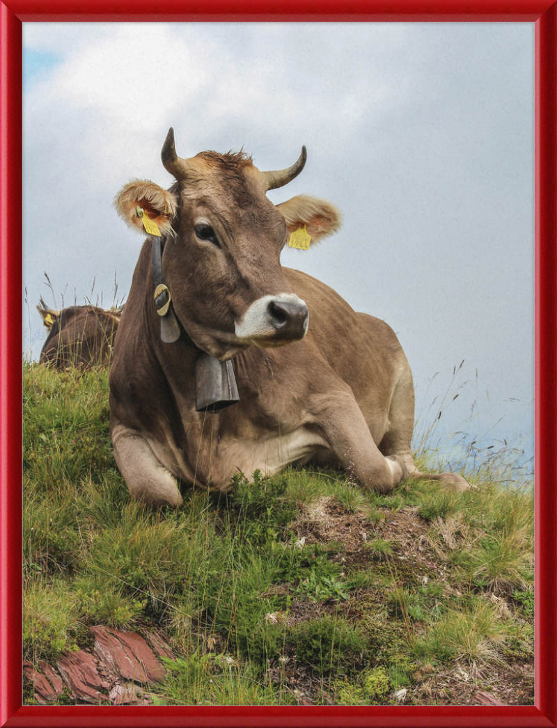 A Resting Cow in Flumserberg, Switzerland - Great Pictures Framed