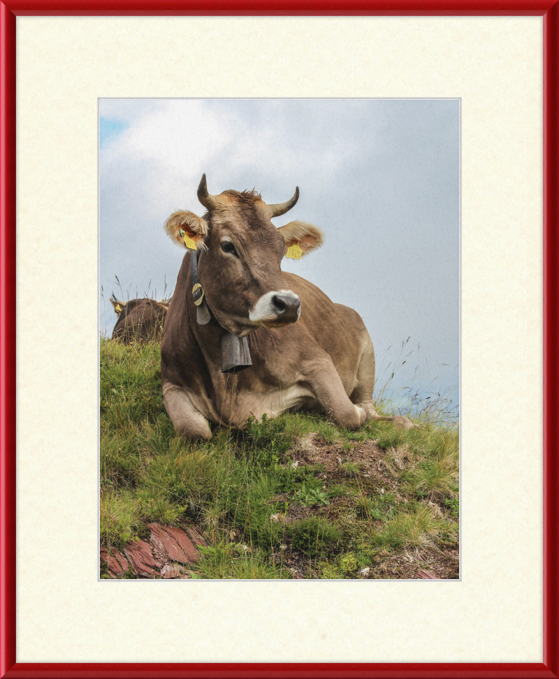 A Resting Cow in Flumserberg, Switzerland - Great Pictures Framed