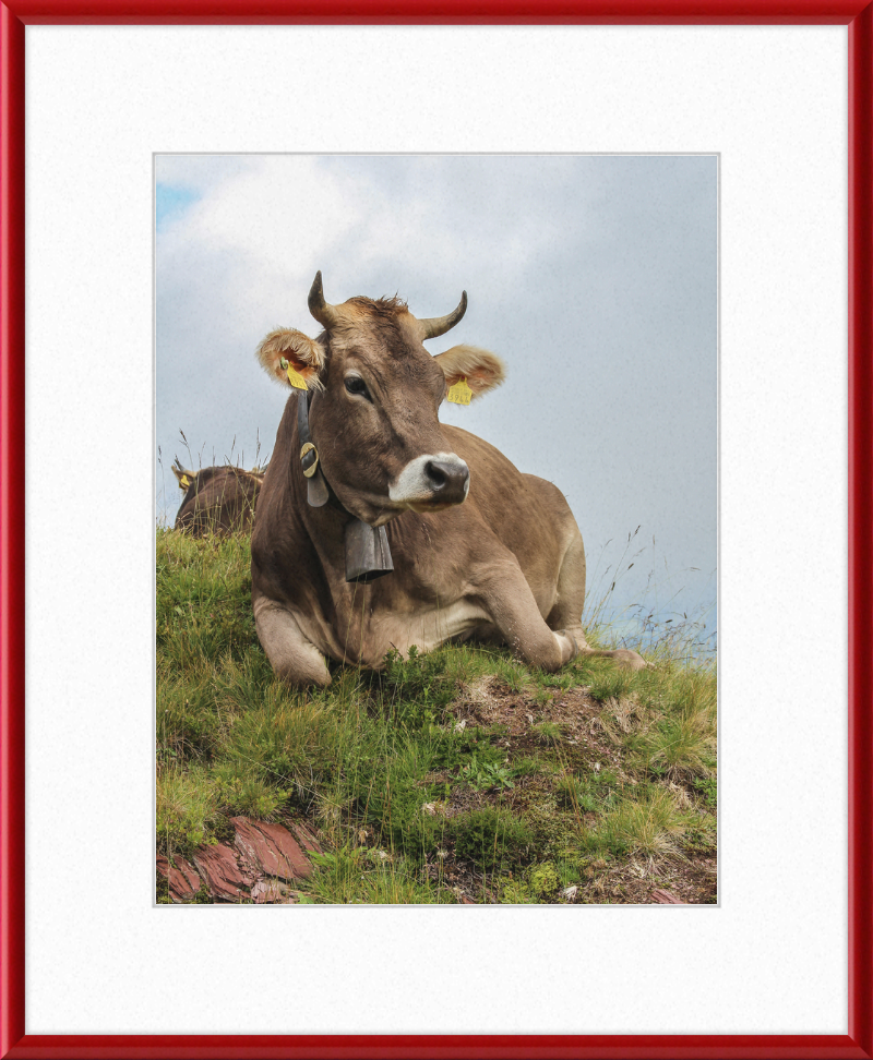 A Resting Cow in Flumserberg, Switzerland - Great Pictures Framed