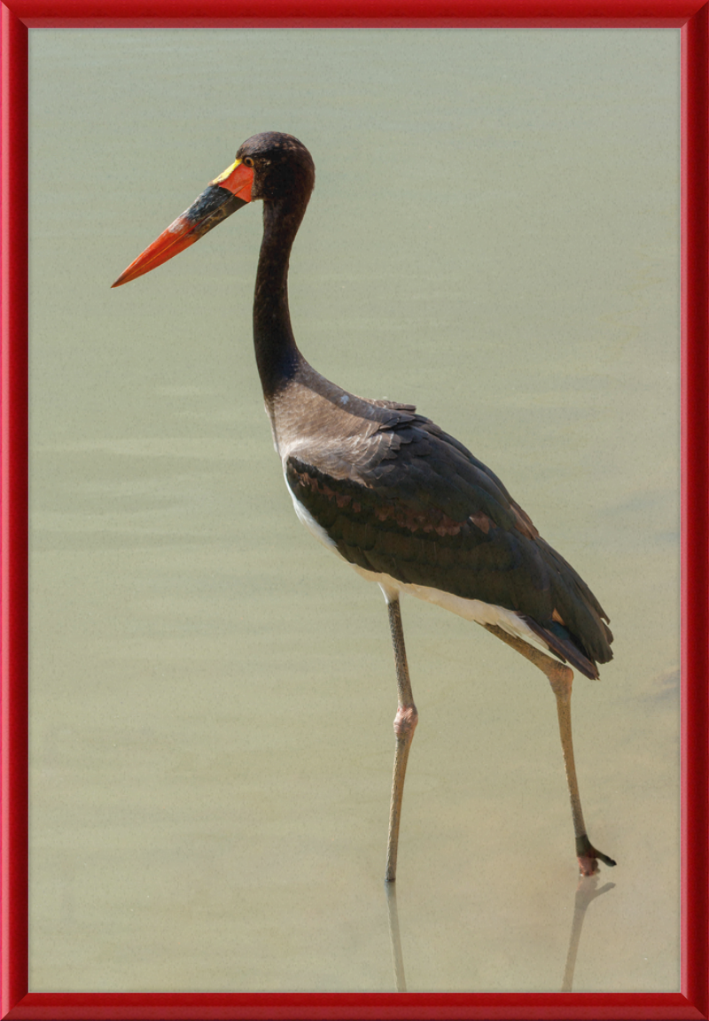 The Senegal Saddle-billed Stork at Résèrve Africaine de Sigean - Great Pictures Framed
