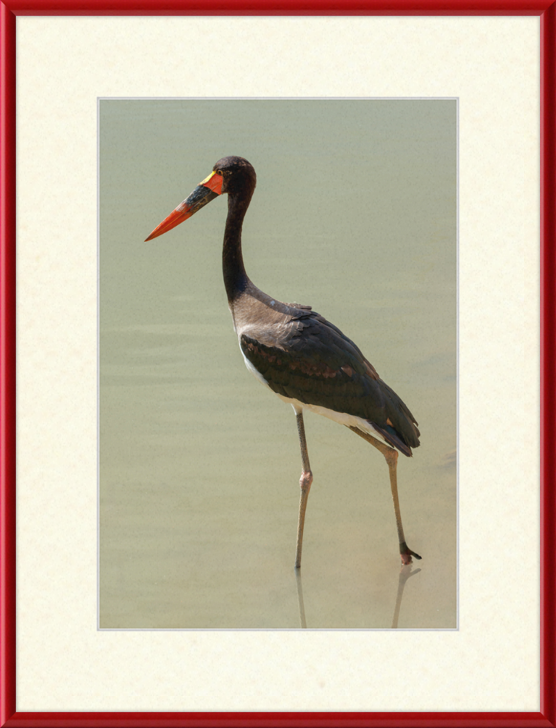 The Senegal Saddle-billed Stork at Résèrve Africaine de Sigean - Great Pictures Framed