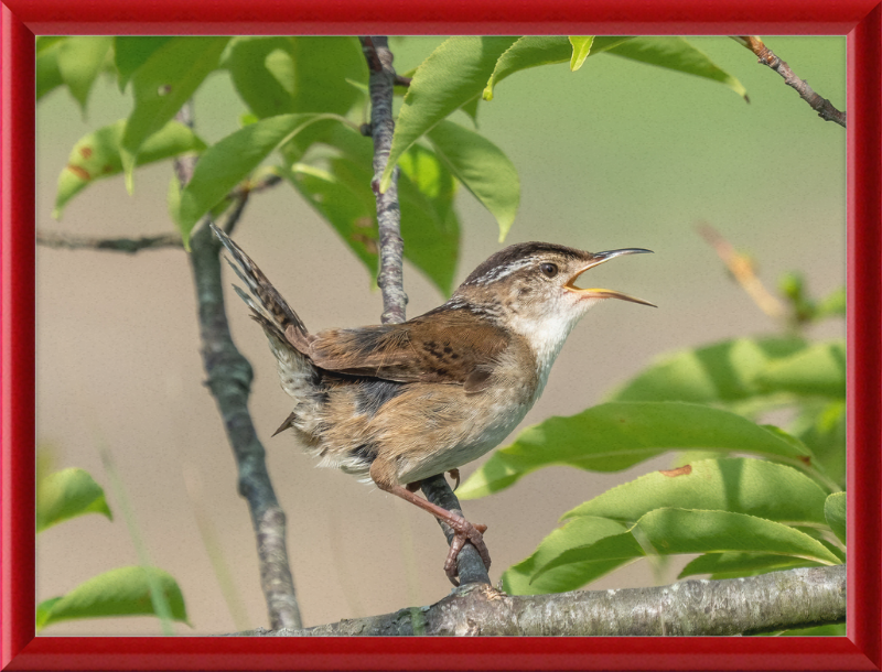 Marsh Wren at Hammonasset Beach - Great Pictures Framed