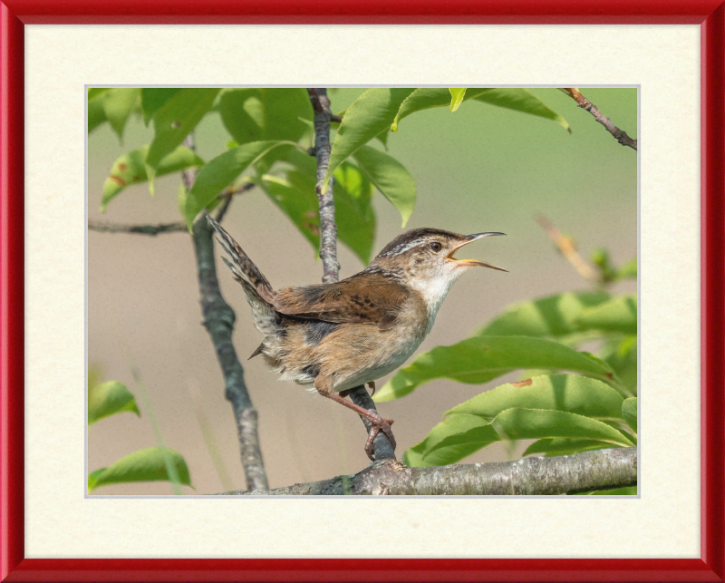 Marsh Wren at Hammonasset Beach - Great Pictures Framed