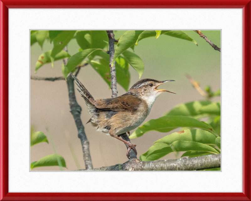 Marsh Wren at Hammonasset Beach - Great Pictures Framed