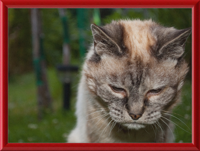 Tired 20-Year-Old Cat - Great Pictures Framed