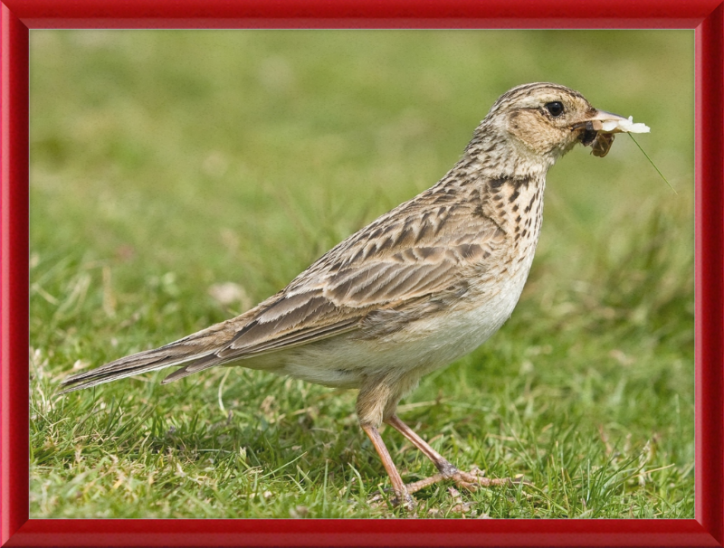 Skylark, Lake District, England - Great Pictures Framed
