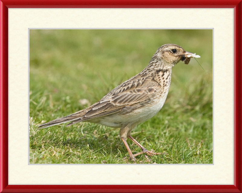 Skylark, Lake District, England - Great Pictures Framed