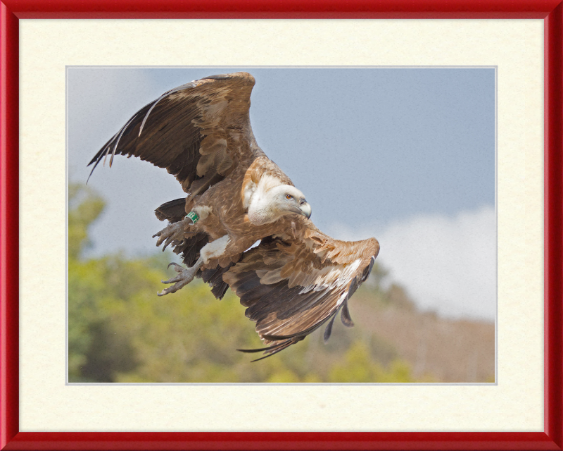 Griffon Vulture - Great Pictures Framed