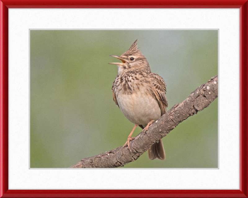 The Crested Lark - Great Pictures Framed