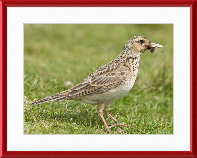 Skylark, Lake District, England - Great Pictures Framed