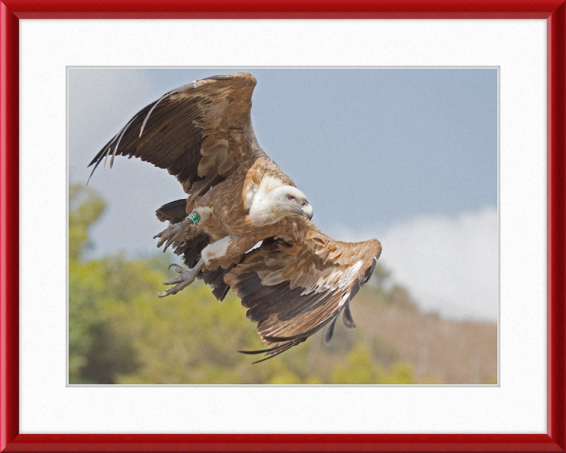 Griffon Vulture - Great Pictures Framed