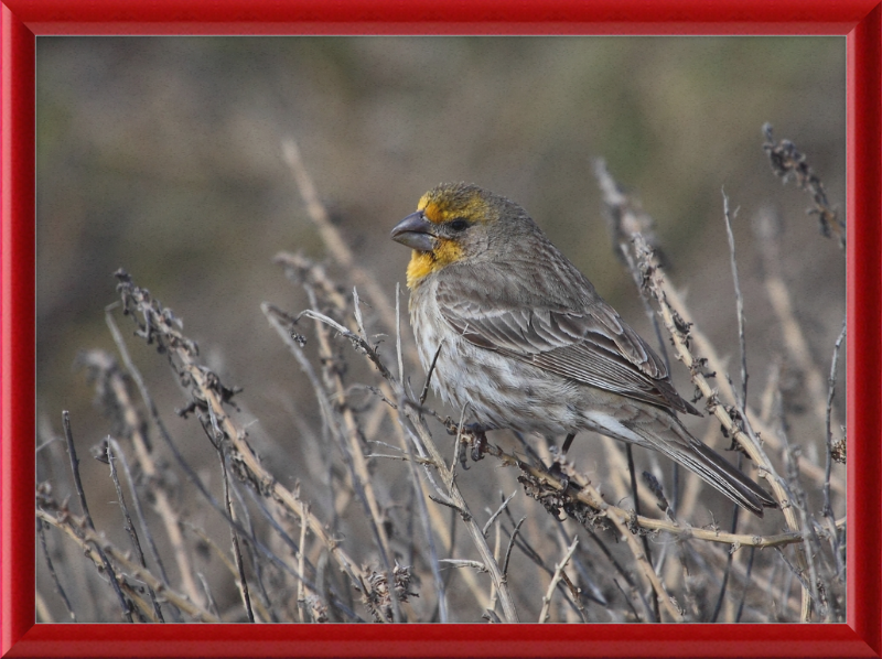 House Finch - Great Pictures Framed