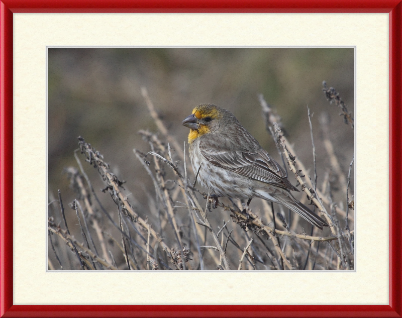 House Finch - Great Pictures Framed