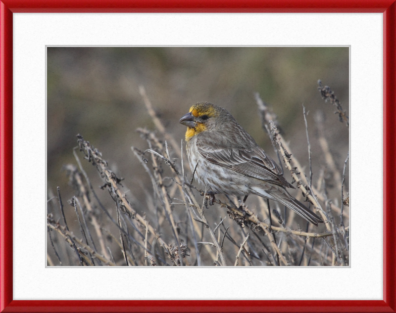 House Finch - Great Pictures Framed